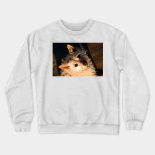 Someone's Been Digging In The Sand Crewneck Sweatshirt